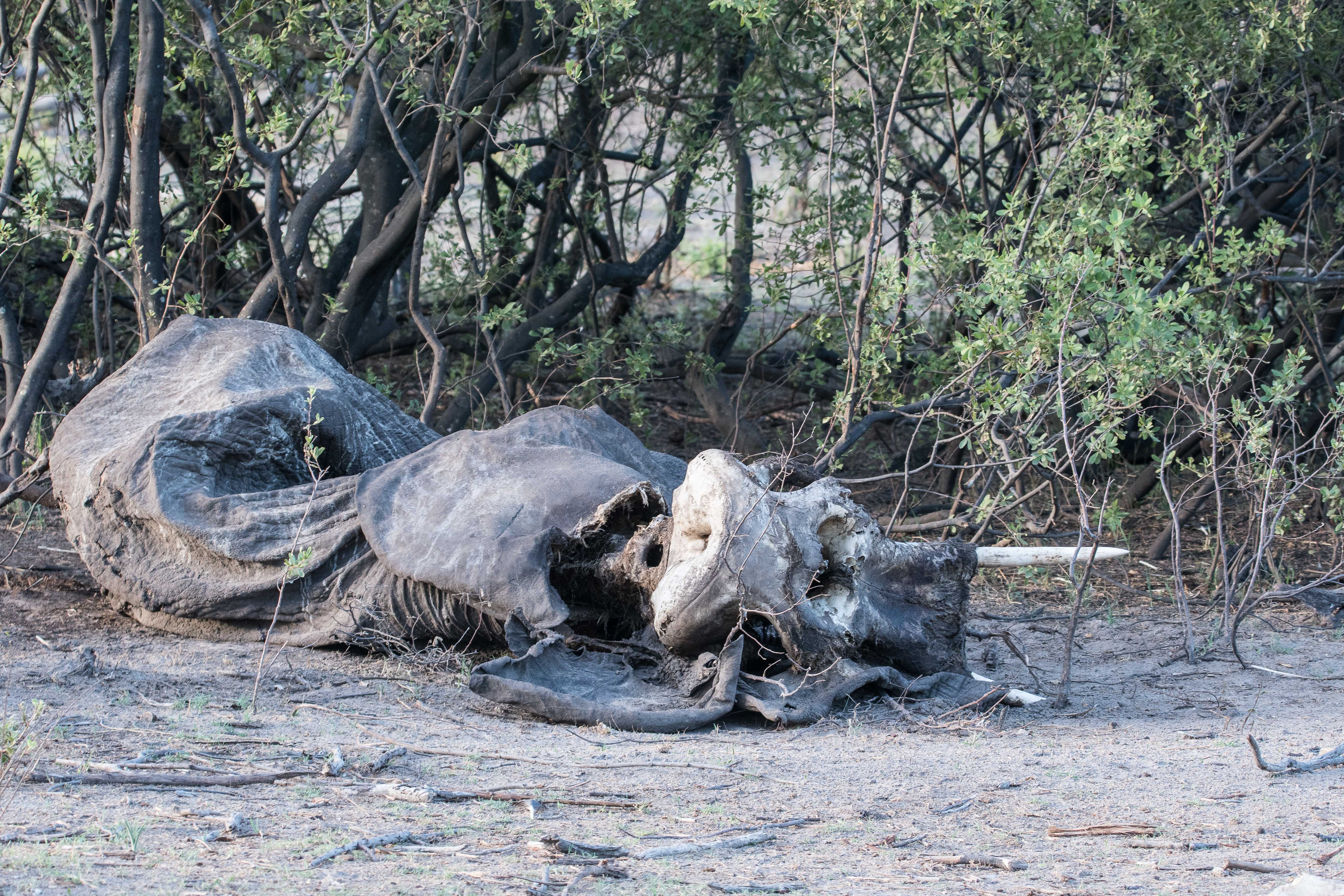 Carcasse d'un Eléphant des savanes (African bush elephant, Loxodonta africana) décédé de mort naturelle et portant encore ses défenses, Réserve de Kwando, Botswana.